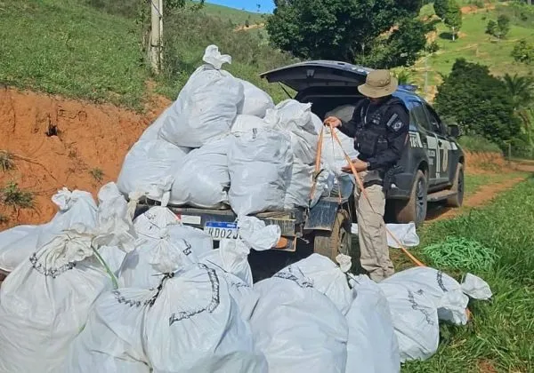 Mais de 500 kg de maconha são apreendidos durante operação da Polícia Civil na Bahia